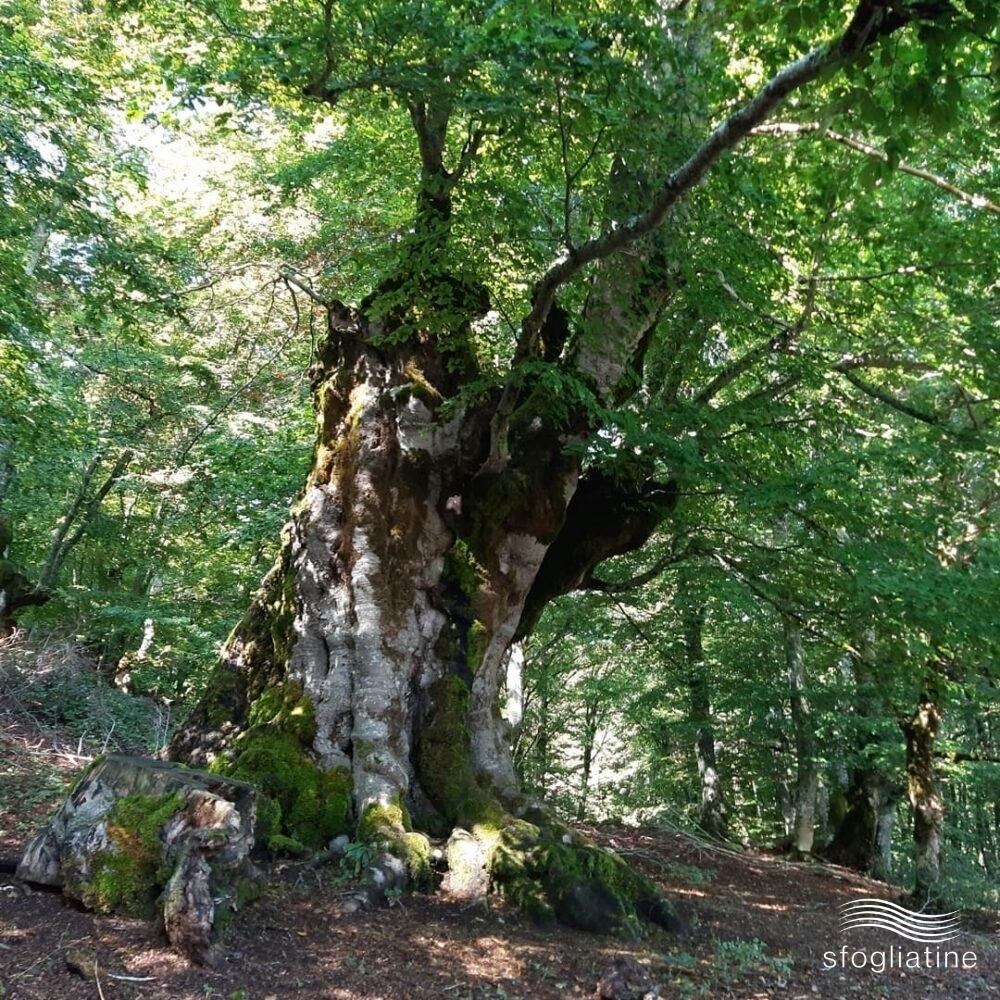 faggeta-abruzzo